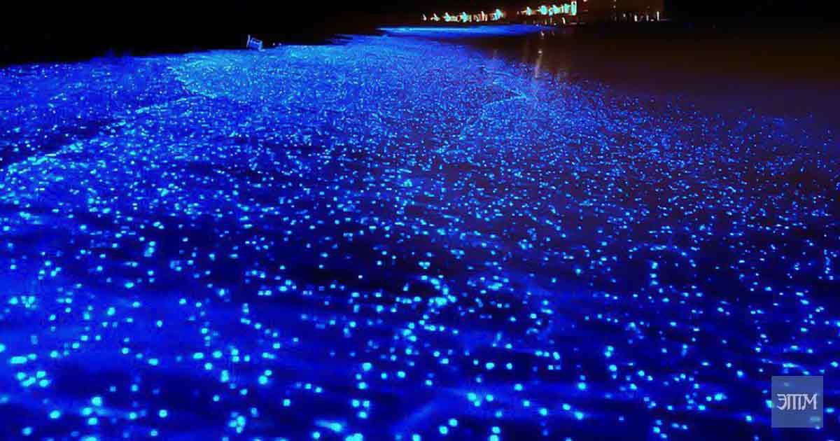 Таинственное эхо и биолюминесцентные огни в море