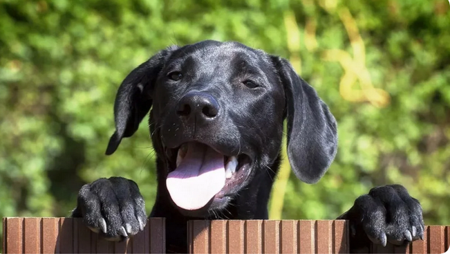 Терапия по имени Тошка