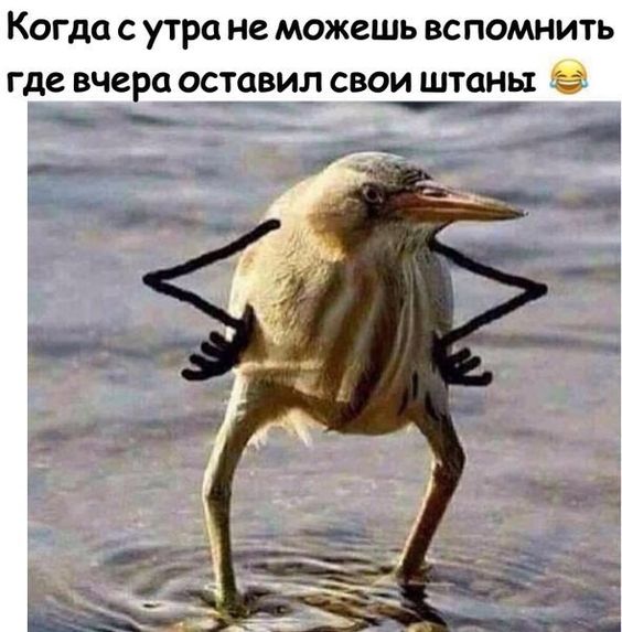 - И где ты так долго шлялся??? - Да вот зашел в магазин купить пива... Мужчина, мужчин, Вовочке, такого, мужчина, продаст, замуж, трудом, мимими, говори, сеансы, расслабляющего, мурчания, внезапно, приволоченная, подъезде»Кошка, огромная, треска, добытая, соседском