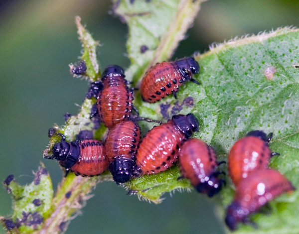 Колорадский жук: Как этот вредитель захватил весь мир? Колорадский жук: Как этот вредитель захватил весь мир? животные,интересное,колорадский жук,насекомые