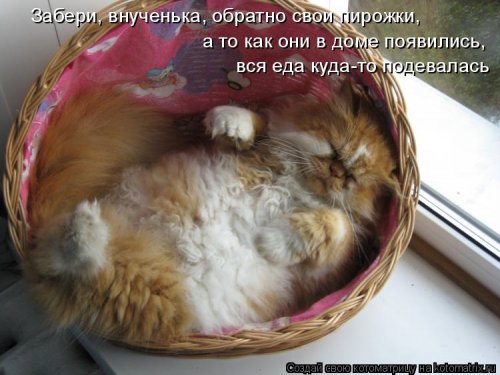Лучшая котоматрица недели Лучшая котоматрица недели позитив,смешные картинки,юмор