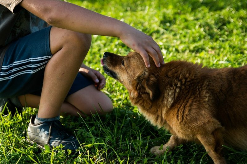 7 фактов о пользе домашних животных для здоровья человека домашние животные,здоровье,факты,человек