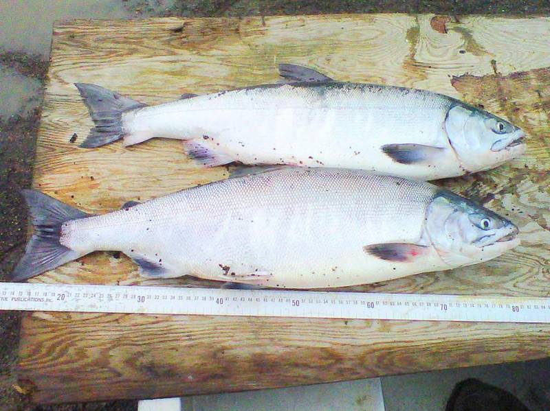 Рыбы Якутии Фото И Названия