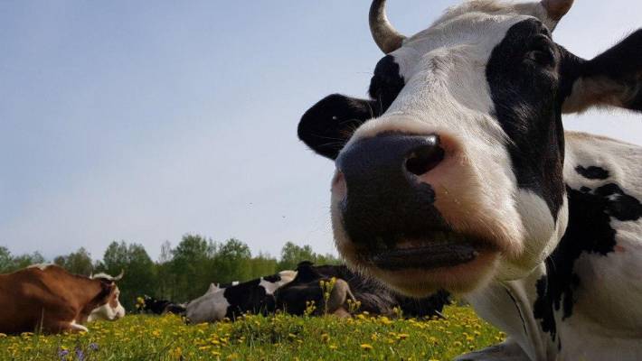 Коровы активно производят метан