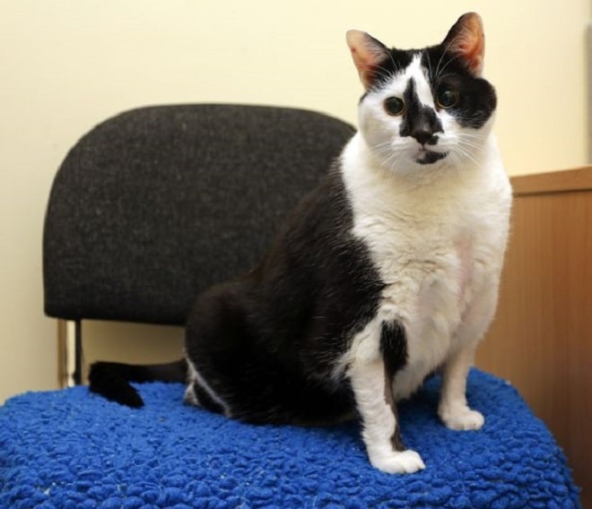 Кошка в здании 