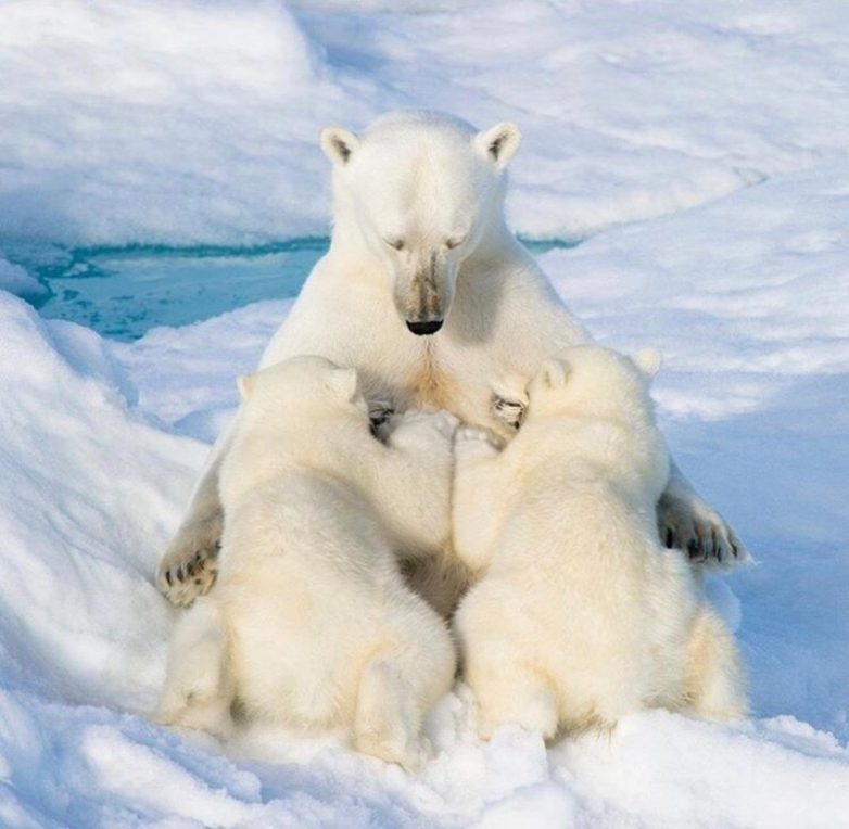 Мамочки и их детки Мамочки и их детки