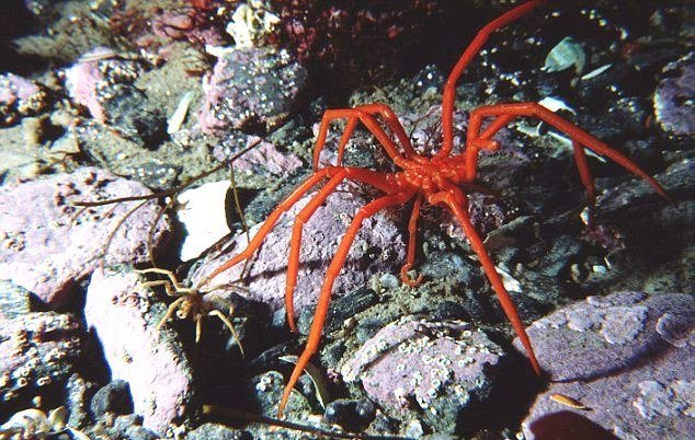 Гигантские пауки-мутанты - восьминогие морские пауки, размеры которых достигают 25 сантиметров антарктида, интересное, наука, невероятное, неисследованные, существа, факты