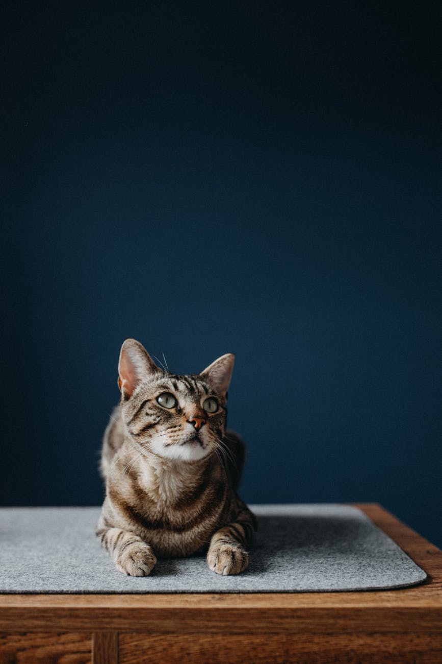 кот