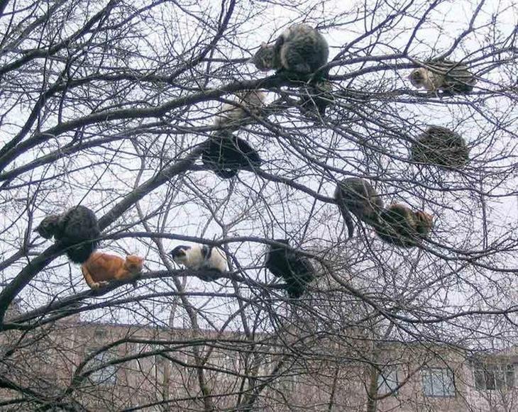 Весенние "летающие" коты))