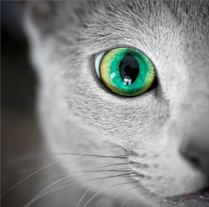 Русские голубые кошки с самыми гипнотическими зелеными глазами в мире зверюшки,кошки