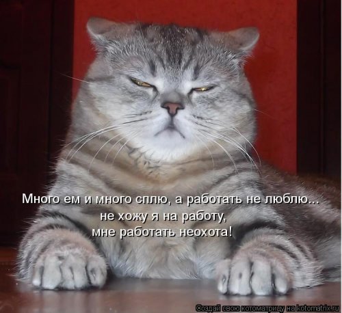 Лучшая котоматрица недели Лучшая котоматрица недели позитив,смешные картинки,юмор