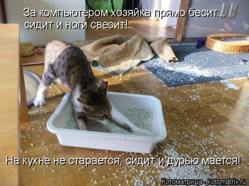 Лучшая котоматрица недели Лучшая котоматрица недели позитив,смешные картинки,юмор