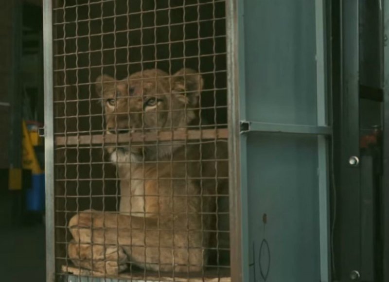 Цирковые львицы, не видевшие белого света, учатся жить заново Цирковые львицы, не видевшие белого света, учатся жить заново животные