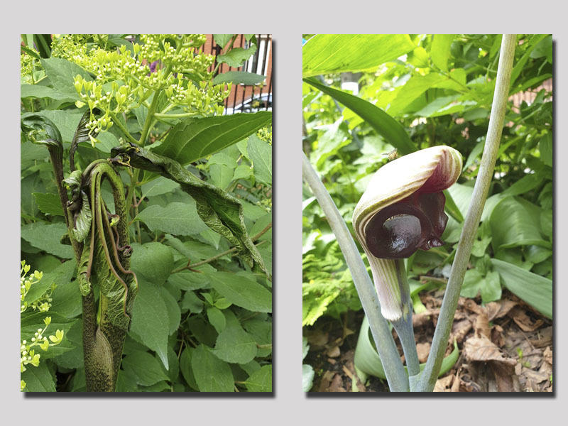 Цветник в городском дворе – советы практика Цветник в городском дворе – советы практика двор,ландшафтный дизайн,цветник