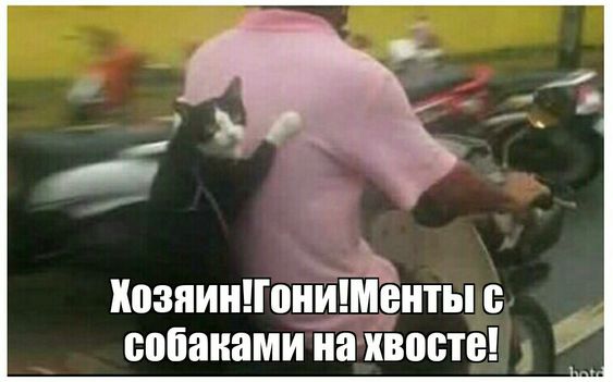 Забавности и различный юмор для чудесного настроения