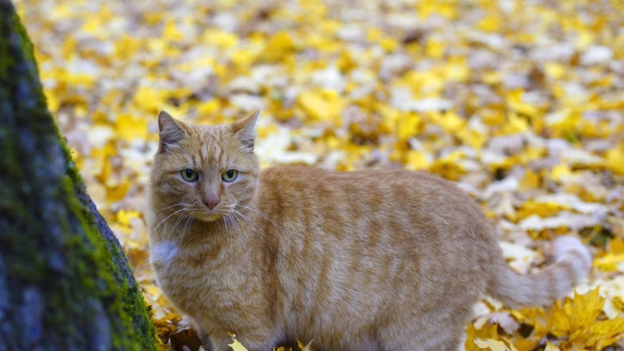 Неизвестные пытались передать в ИК под Иваново наркотики через кота