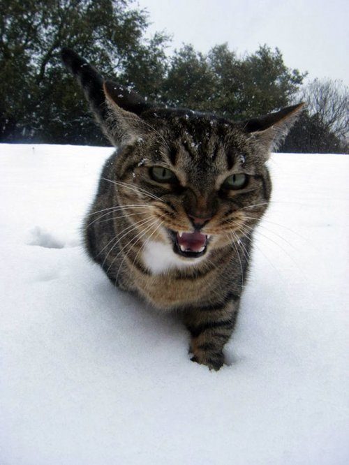 Кошки и снег
