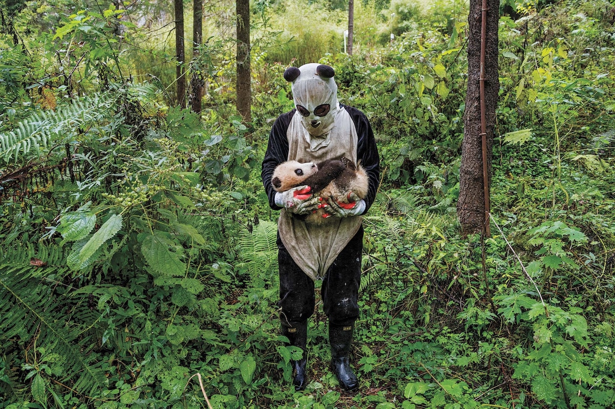 Смотритель панды надевает костюм панды, чтобы проверить здоровье детеныша