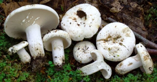 Груздь перечный (Lactarius piperatus). © ultimate-mushroom  
