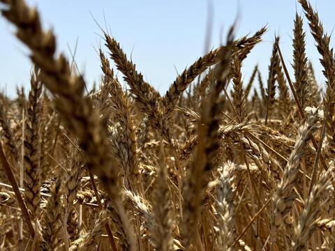 Кубань увеличила экспорт зерна