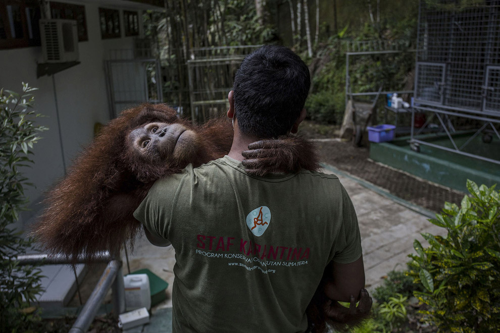 Орангутанг в реабилитационном центре на Суматре