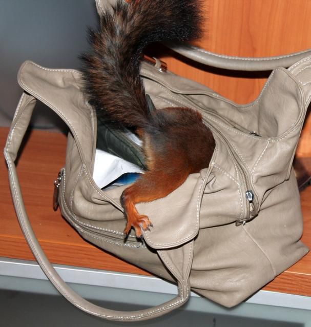 Животные, белка, позитив