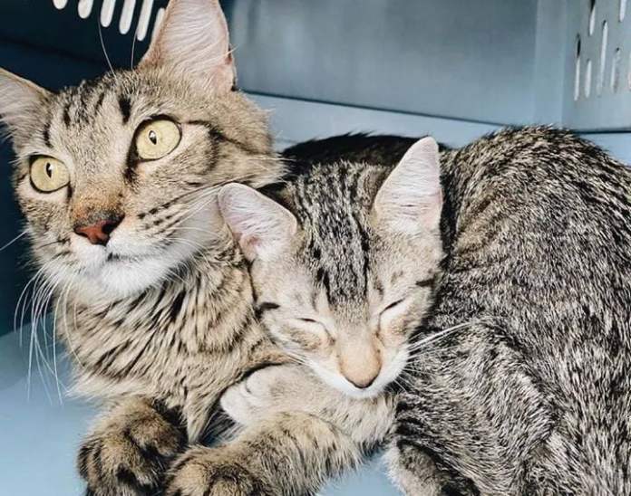 Без кота и жизнь не та
