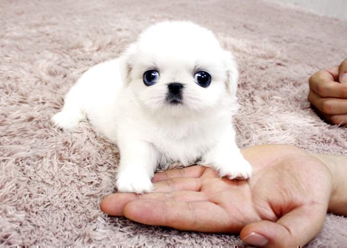 Gorgeous-Teacup-ice-white-pekingese-puppy-available-50b77529a61551929d66