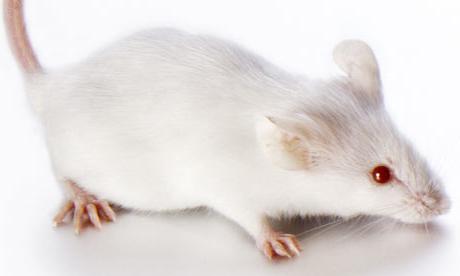 Чем мышь питается? Что едят мыши в природе?