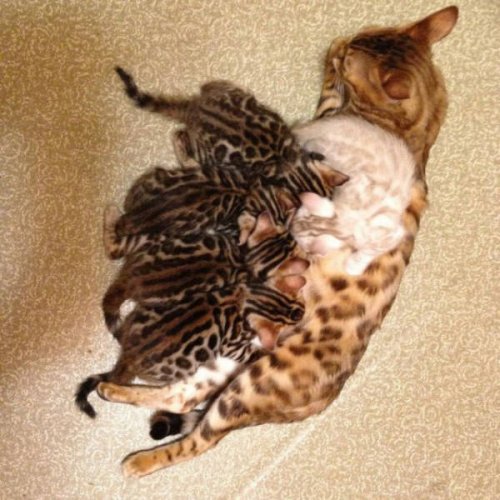 Чужой среди своих, или Свой среди чужих