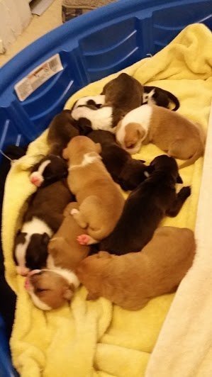 Собака не оставила собственных детей, когда хозяева выкинули их из дома