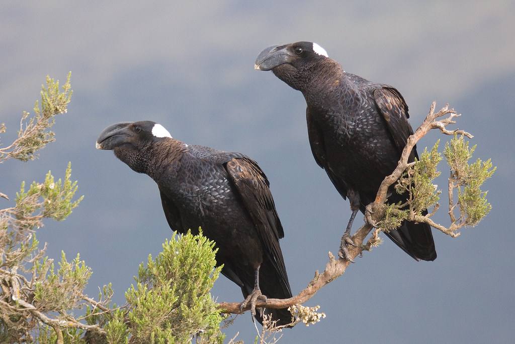 Звуки издаваемые воронами. Толстоклювый ворон Corvus crassirostris. Африканский бронзовый ворон. Бронзовая ворона Эфиопия. Бронзовая ворона и белощекий ворон.