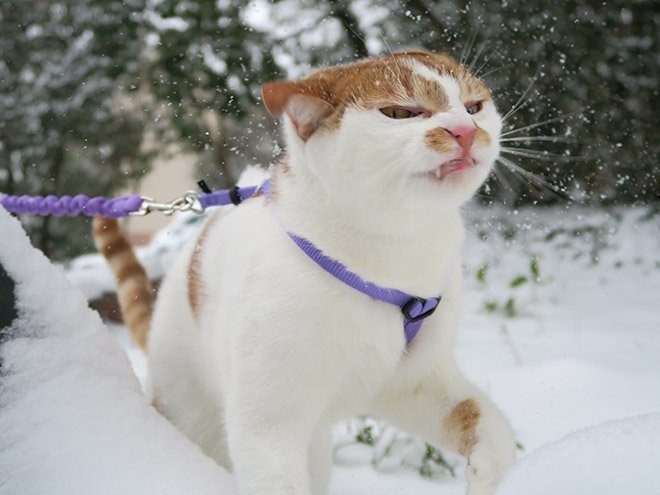 Кошки и снег