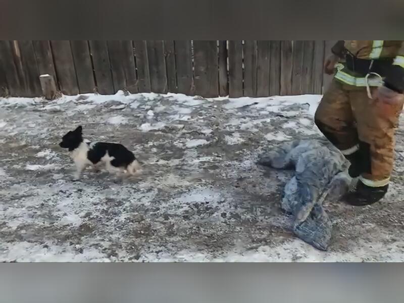 Пожарные спасли двух детей, кошку и собаку из горевшей квартиры в Чите
