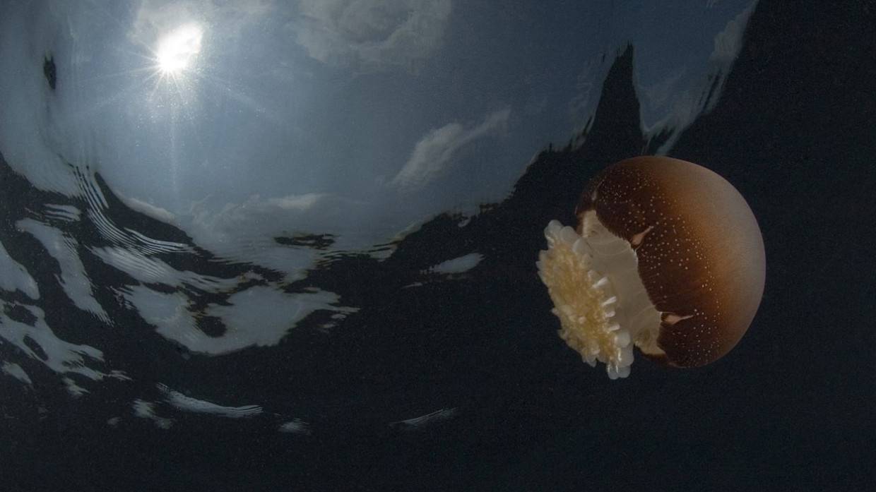 Крупнейшую в мире медузу впервые засняли в Дальневосточном морском заповеднике