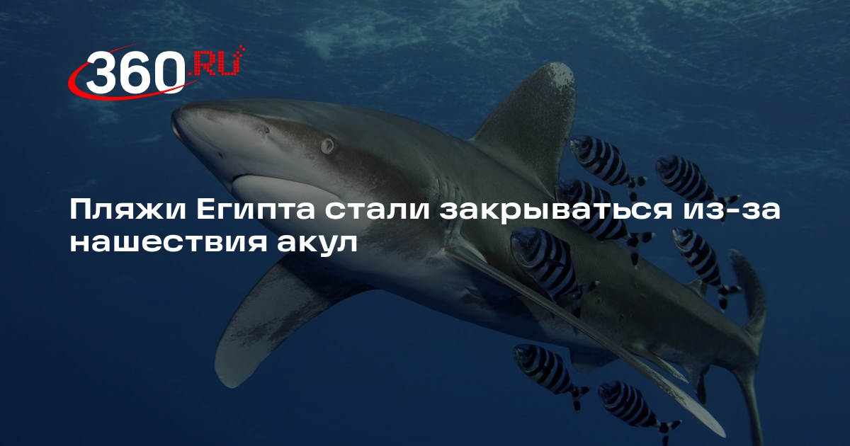 Shot: у берегов Хургады зафиксировали нашествие акул