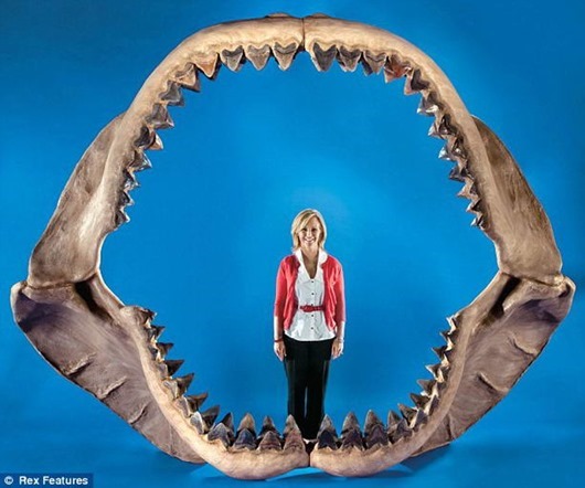 shark-jaw