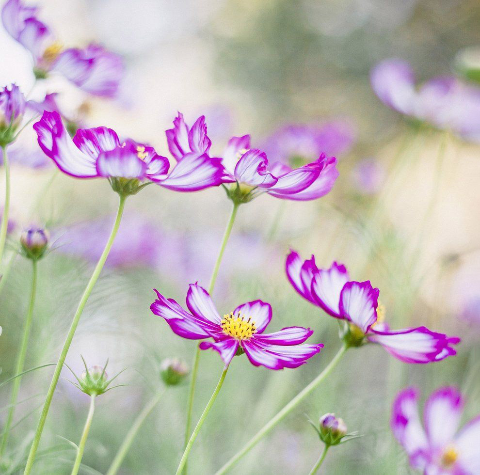 Лучший садово-парковые фотографии фотографии