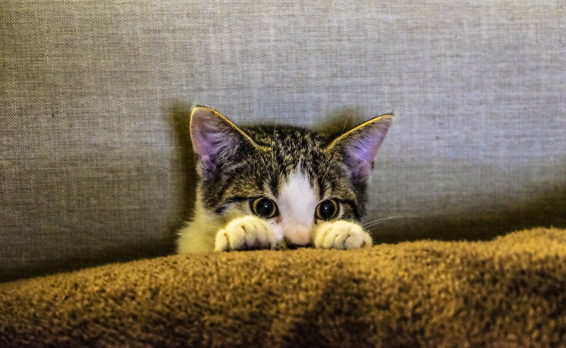 кот