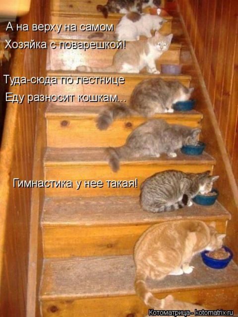 Самые смешные котоматрицы за прошедшую неделю