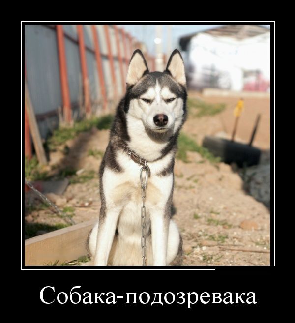 Забавные и веселые пятничные демотиваторы из нашей жизни Забавные и веселые пятничные демотиваторы из нашей жизни демотиваторы свежие,приколы,смешные демотиваторы,юмор