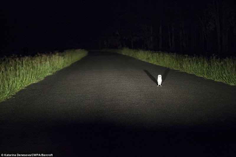Сборщик дорожной пошлины 2017, Comedy Wildlife Photography Awards, забавные животные, смешные животные, уморительные, фотографии животных, фотоконкурс, фотоконкурсы. природа