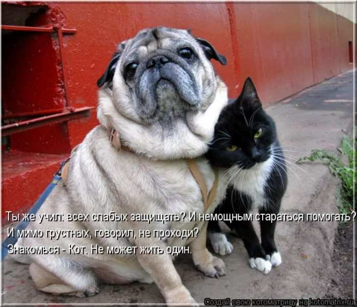 Кошарики :) Кошарики :)