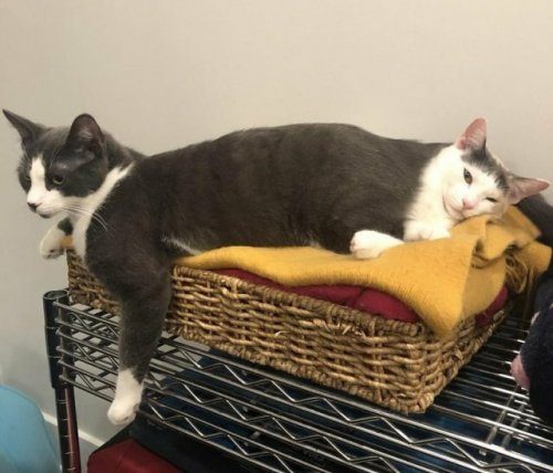 Невероятные фотоиллюзии 