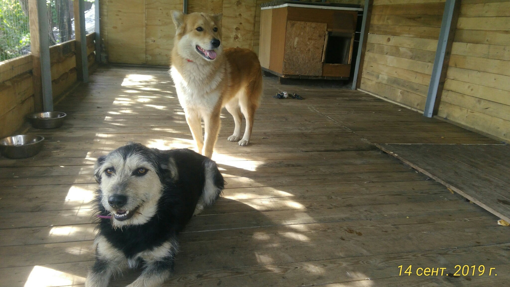 собаки во дворе