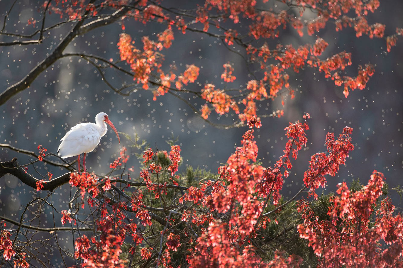 Птичий конкурс Audubon Photography Awards 2021 Audubon, Photography, семейства, птица, Timmis, Северной, птицами, крыльев, хохлатый, Длина, перепел, тетерев, Америки, AwardsБольшая, AwardsАмериканская, меньше, Suriano, Scott, цапля, размах