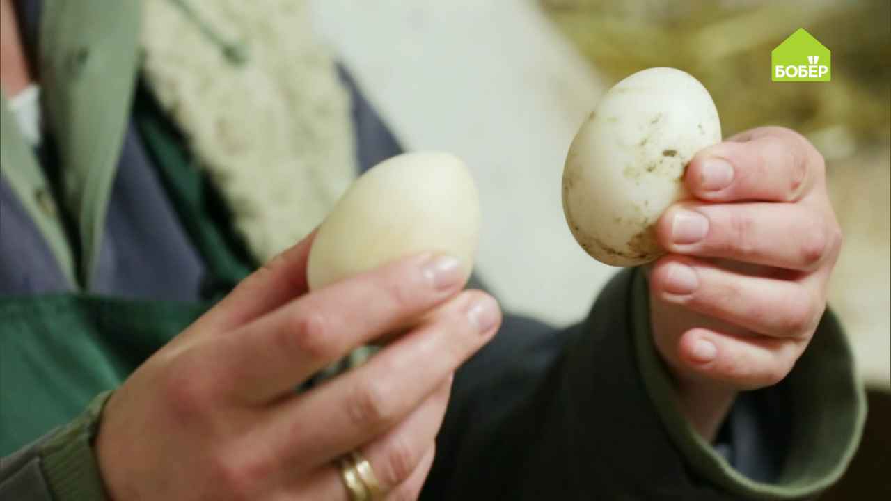 Как приучить курицу нести яйца в отведённом месте