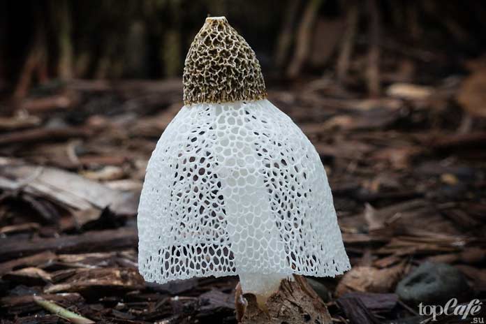Фото редких и необычных грибов: Phallus indusiatus