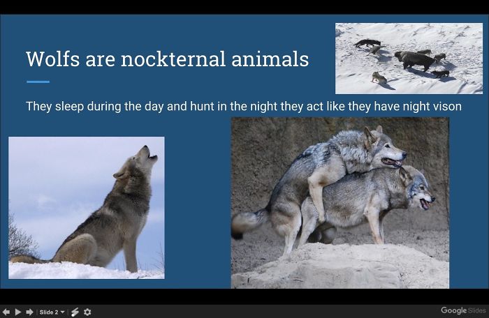 One Of My Mom's 3rd Grade Students Did A Presentation To The Class On Wolves. When This Slide Went Up She Panicked & Said: 