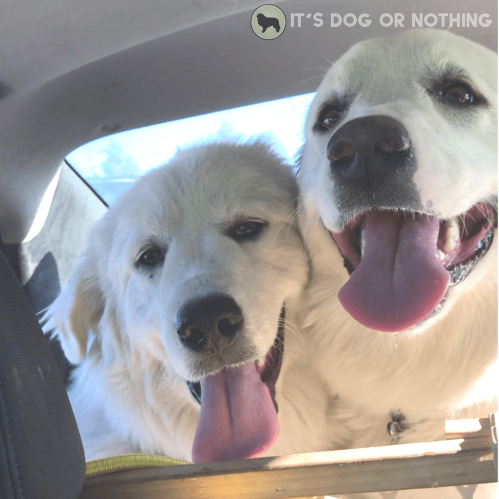 A recap of day two of our move from Washington to Virginia with four Great Pyrenees and a cat! | It's Dog or Nothing